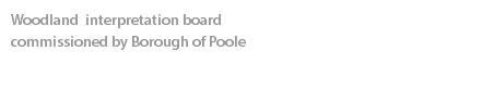 Woodland interpretation board  commissioned by Borough of Poole 